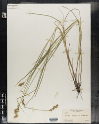 Carex scoparia image