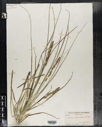 Carex vulpinoidea image