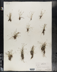 Eleocharis acicularis image