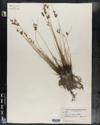 Juncus tenuis image