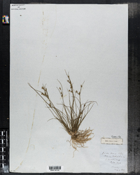 Juncus tenuis image