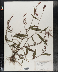 Polygonum persicaria image