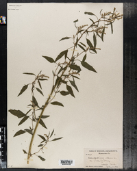 Chenopodium album image