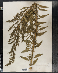 Chenopodium ambrosioides image