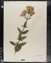 Saponaria officinalis image