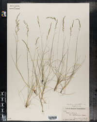 Festuca filiformis image