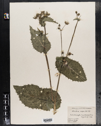 Sonchus asper image