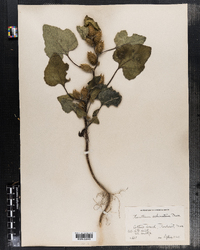 Xanthium strumarium var. canadense image