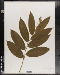Maianthemum racemosum ssp. racemosum image