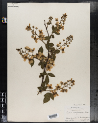 Rubus allegeniensis image