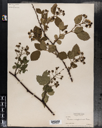 Rubus allegheniensis image