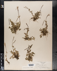 Image of Epilobium anagallidifolium