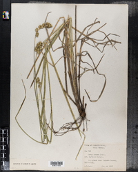 Carex argyrantha image