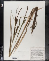 Carex lacustris image