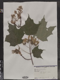 Acer saccharum image