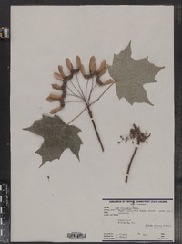 Acer saccharum image