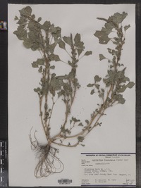 Image of Amaranthus floridanus