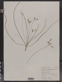 Hypoxis hirsuta image