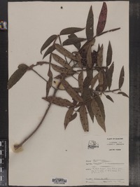 Rhus copallinum image