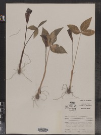 Arisaema triphyllum image