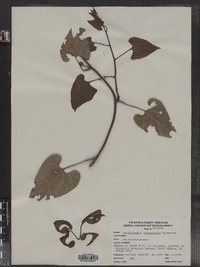 Image of Aristolochia veraguensis