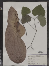 Image of Aristolochia gigantea