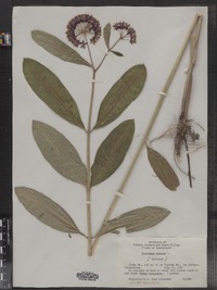 Asclepias syriaca image