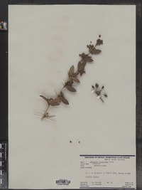 Image of Berberis ilicifolia