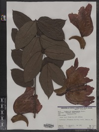 Image of Spathodea campanulata