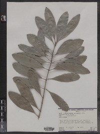 Image of Elaeodendron orientale