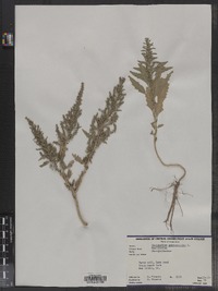 Chenopodium ambrosioides image