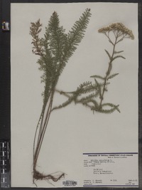 Achillea millefolium image