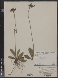 Hieracium aurantiacum image