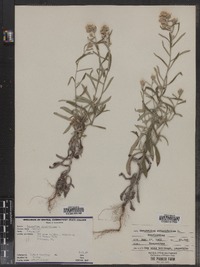 Pseudognaphalium obtusifolium ssp. obtusifolium image