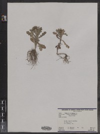 Senecio vulgaris image