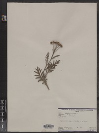 Tanacetum vulgare image