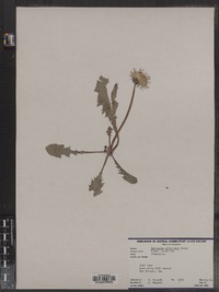 Taraxacum officinale image