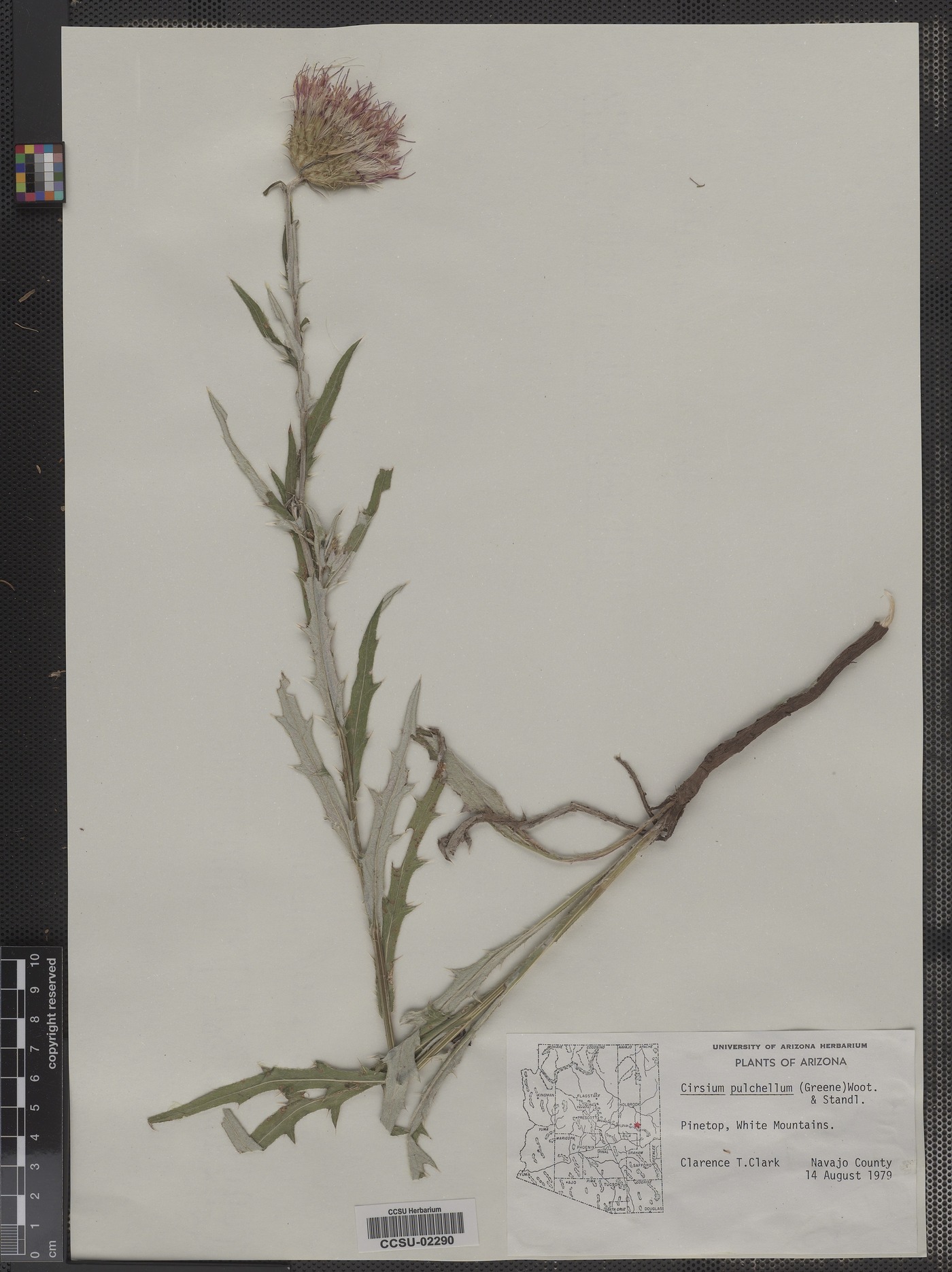 Cirsium calcareum image