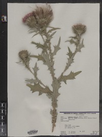 Cirsium vulgare image