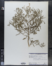 Lepidium virginicum image