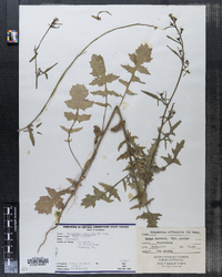 Sisymbrium officinale image