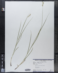 Carex alopecoidea image