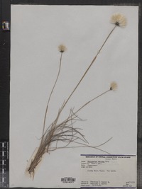 Eriophorum vaginatum var. spissum image