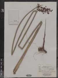 Schoenoplectus tabernaemontani image