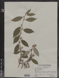 Image of Elaeagnus philippensis