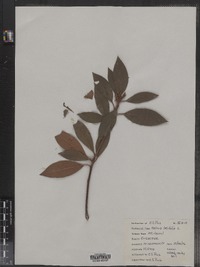 Kalmia latifolia image