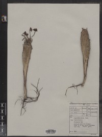 Image of Euphorbia clava