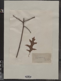 Quercus palustris image