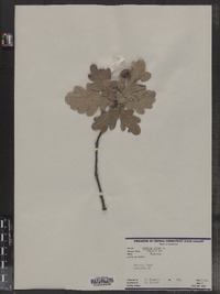 Quercus robur image