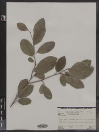 Image of Flacourtia indica